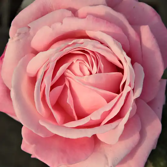 Comanda trandafiri online - Roz - trandafir teahibrid - trandafir cu parfum discret - Rosa Kós Károly emléke - Márk Gergely - ,-